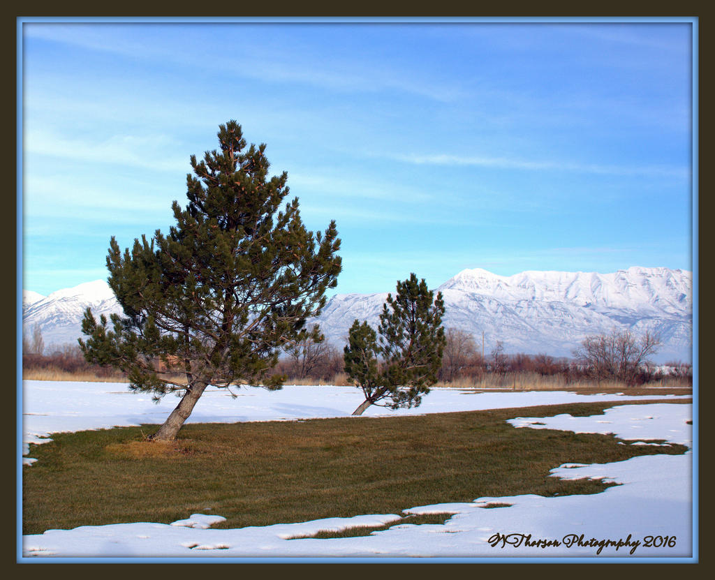 Leaning Trees in Lehi 1-17-2016.jpg