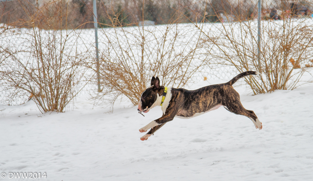 Leaping Meeka.jpg