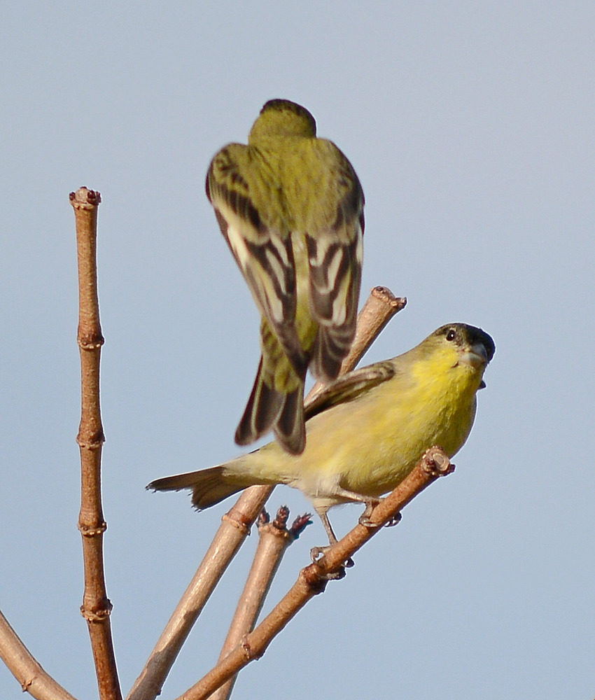 LeapingFinch.jpg