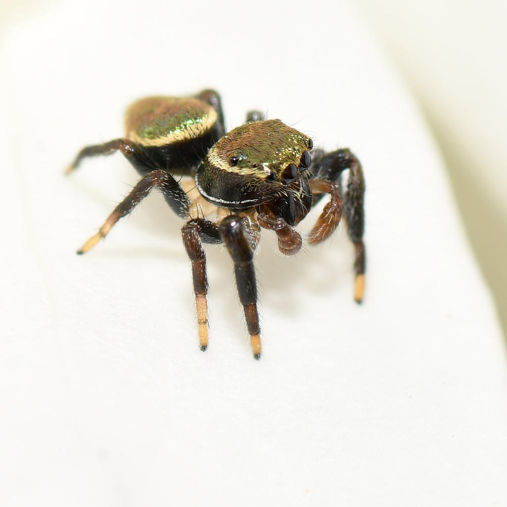 LeapingSpider.jpg