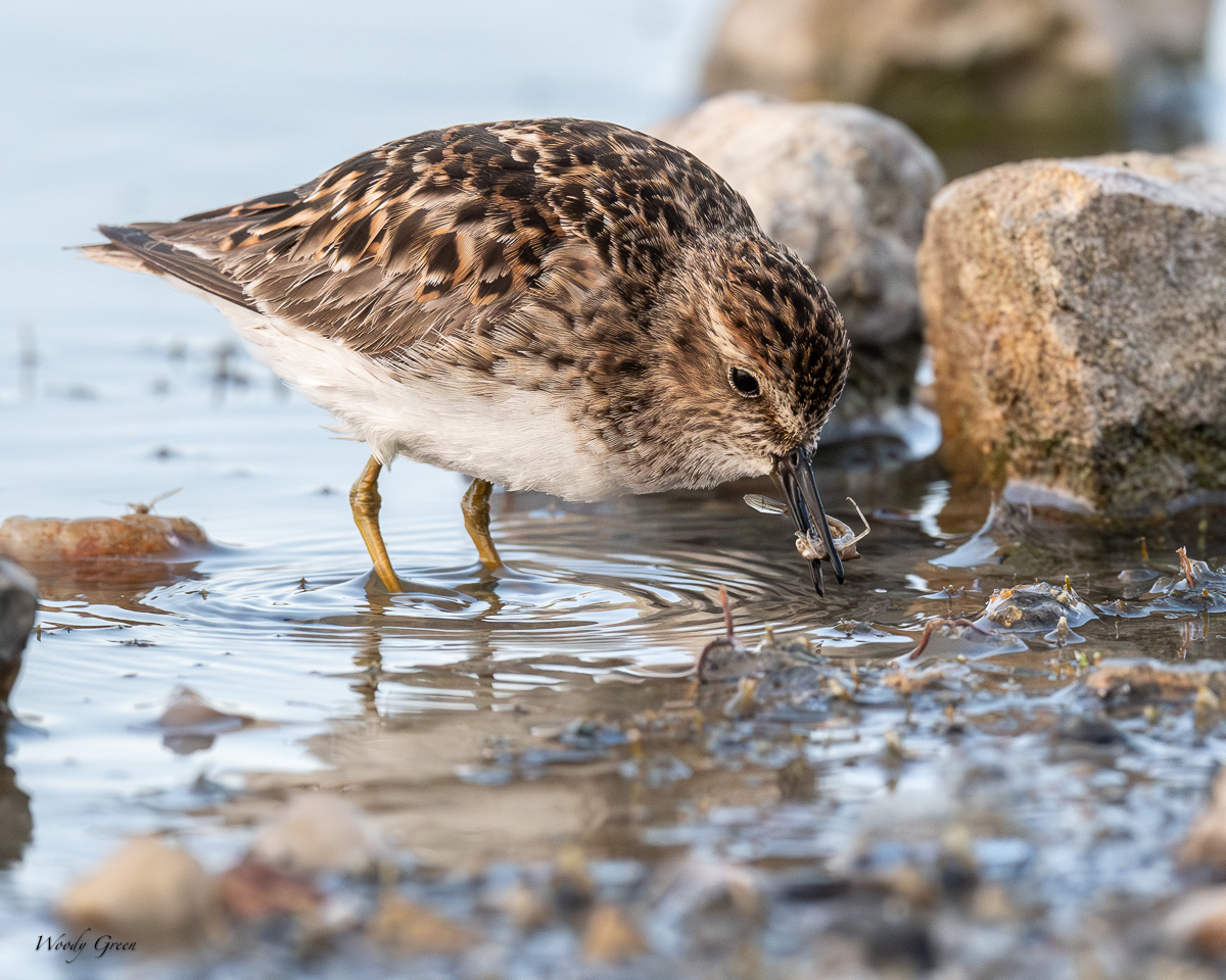 LeastSandpipers-138.jpg
