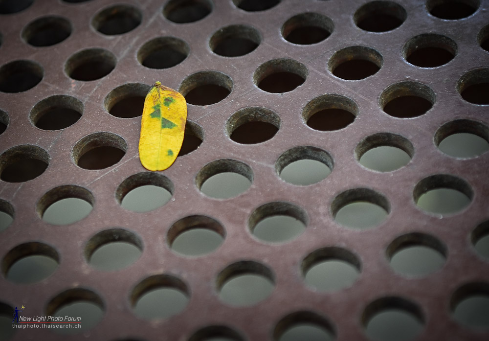 leave-1.jpg