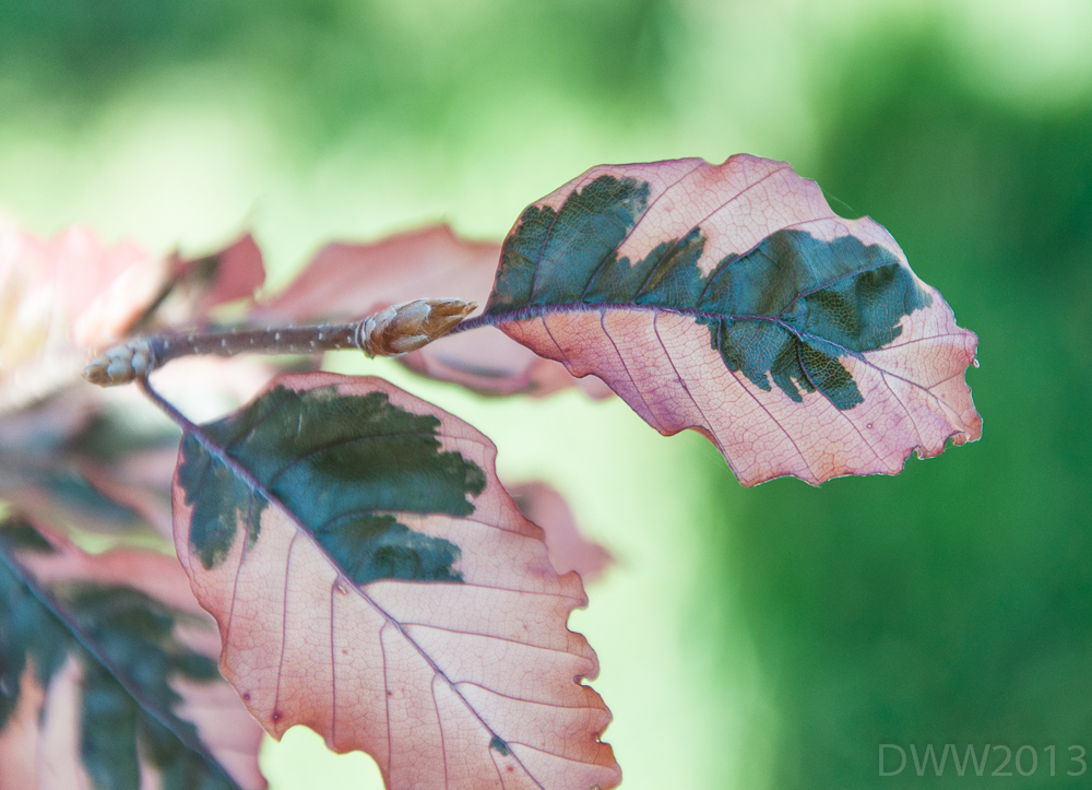Leaves (1 of 1).jpg