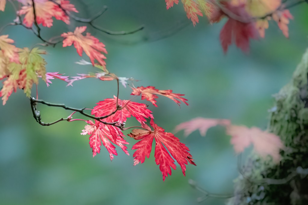 leaves-11.jpg