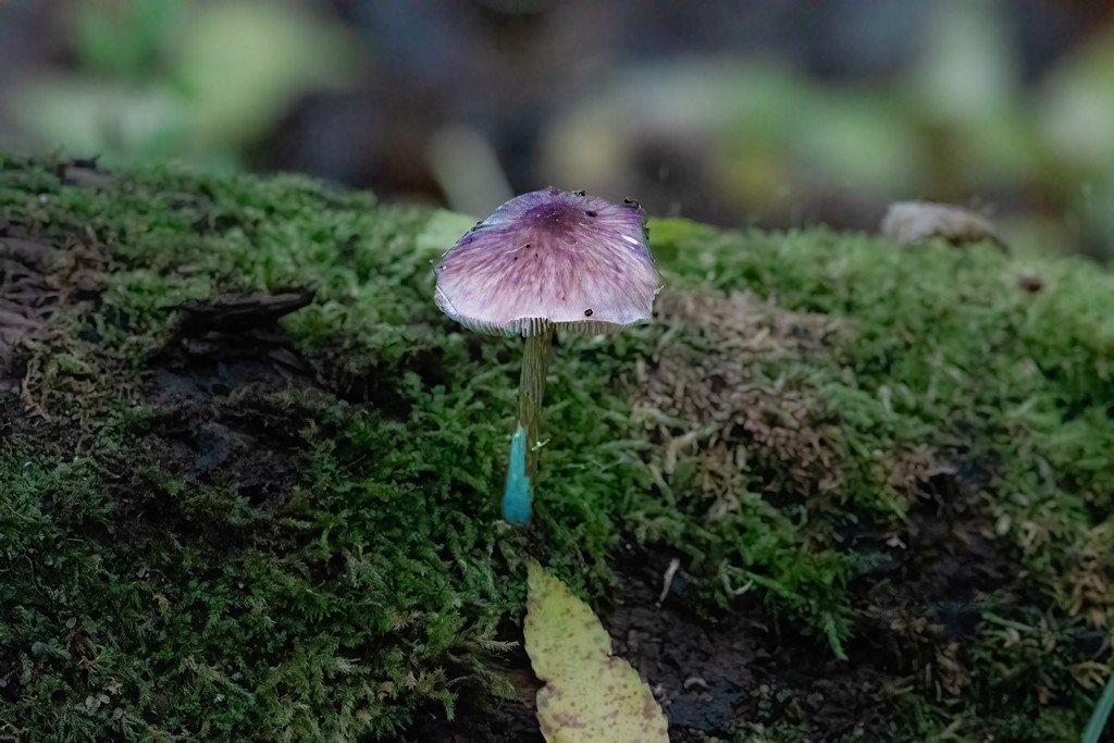 leaves-12.jpg