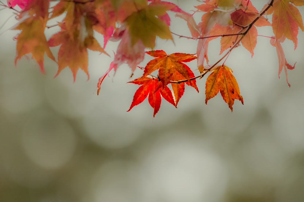 leaves-8.jpg