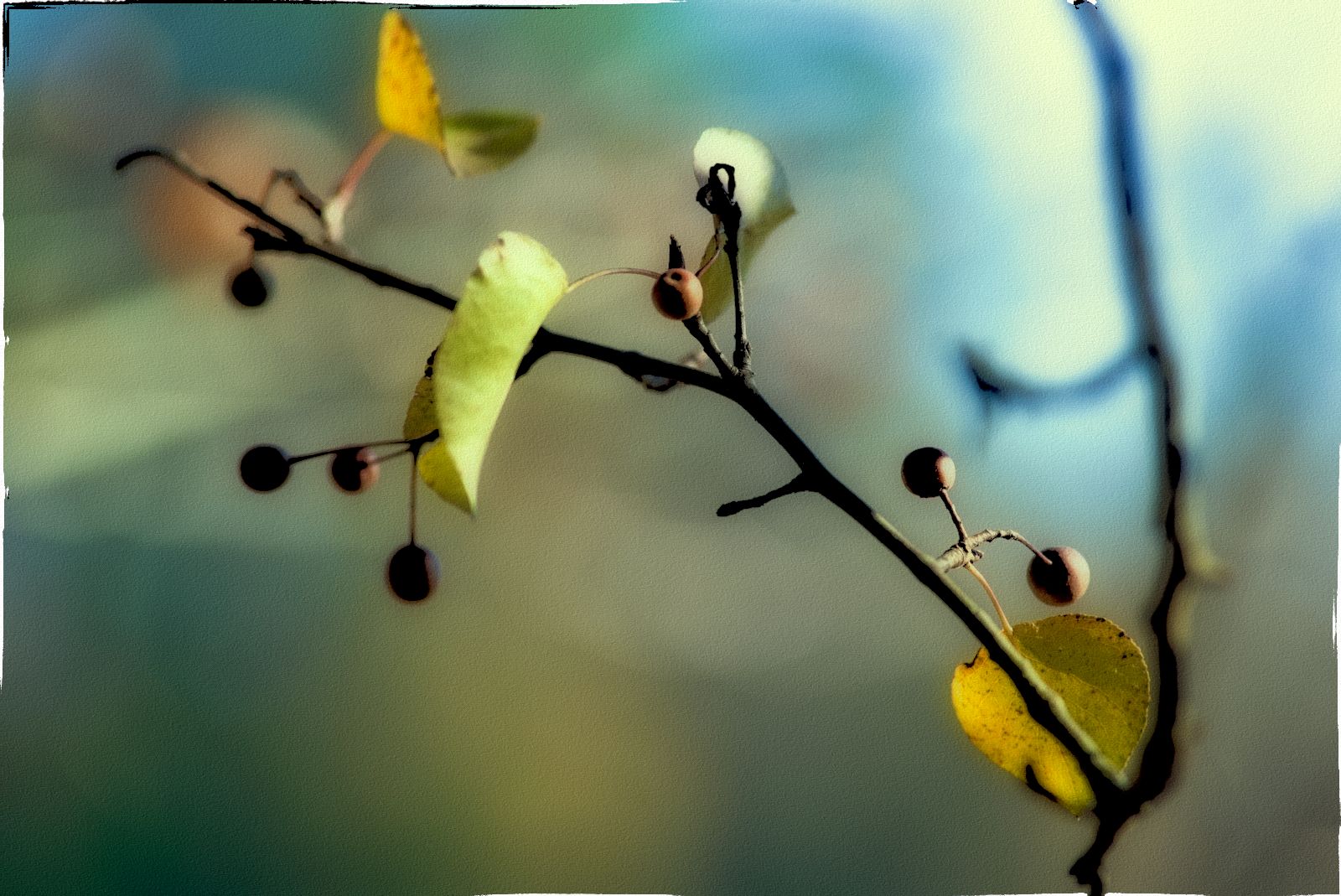 leaves and berries polaroid.JPG