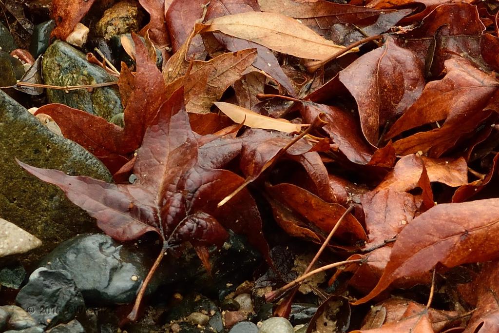 Wet Leaves - A pile of leaves