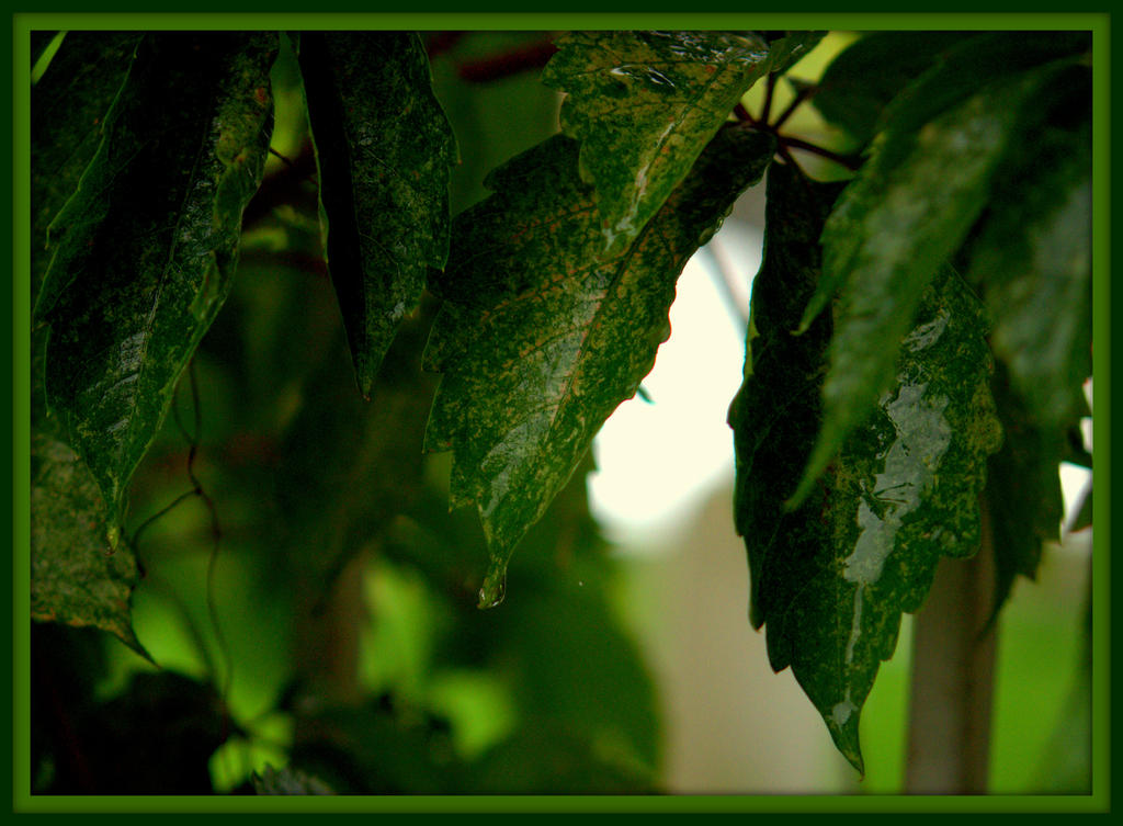 Leaves in the Rain.jpg