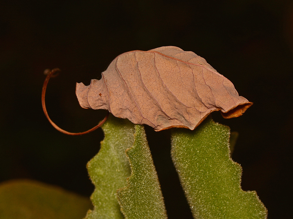 Leaves.jpg
