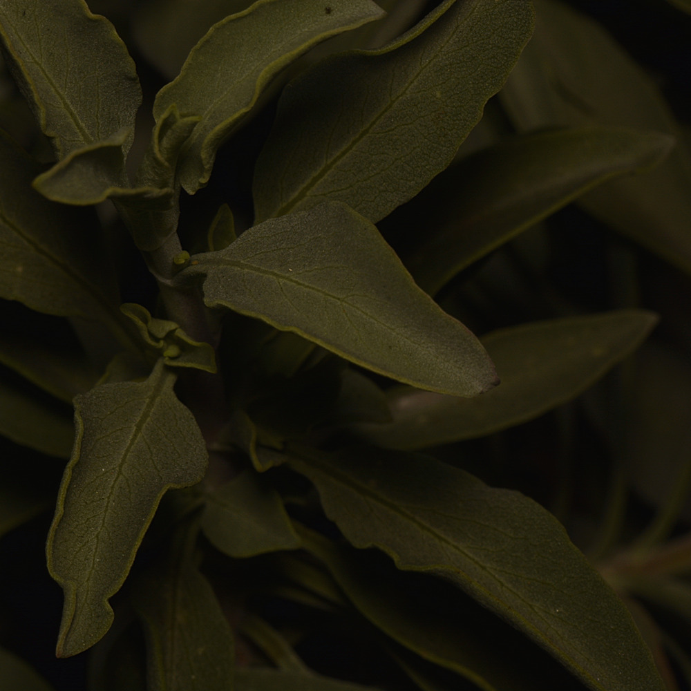Leaves.jpg