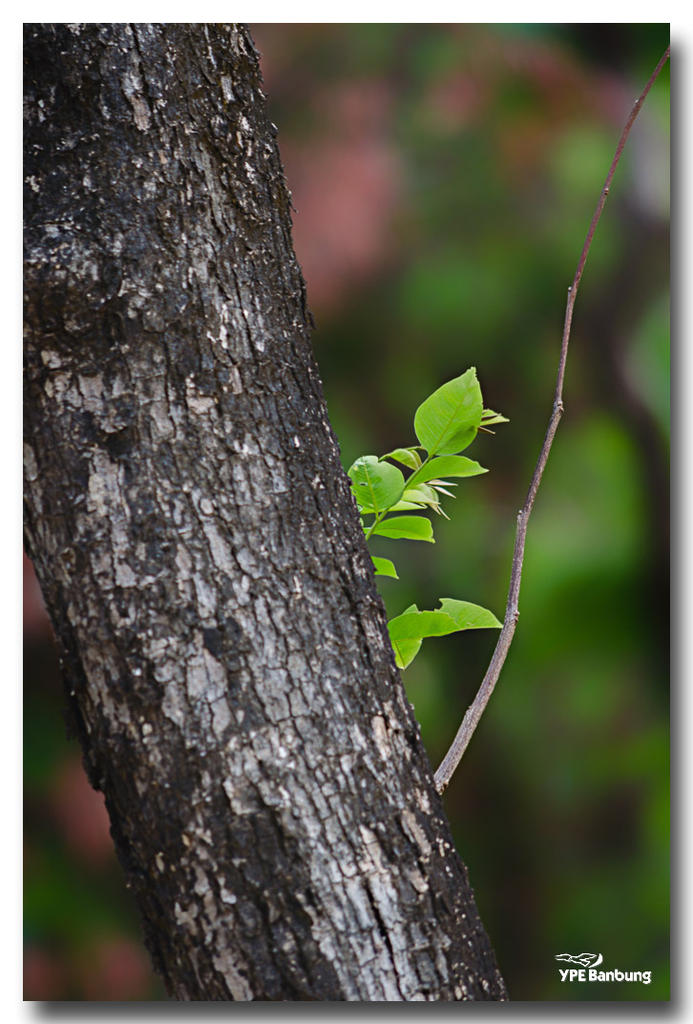 leaves.jpg