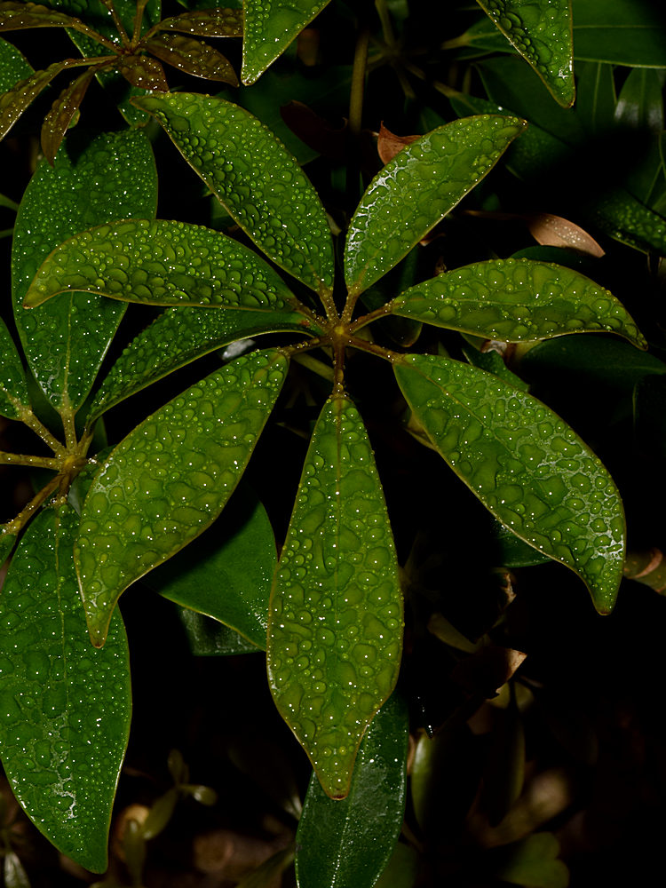 Leaves.jpg