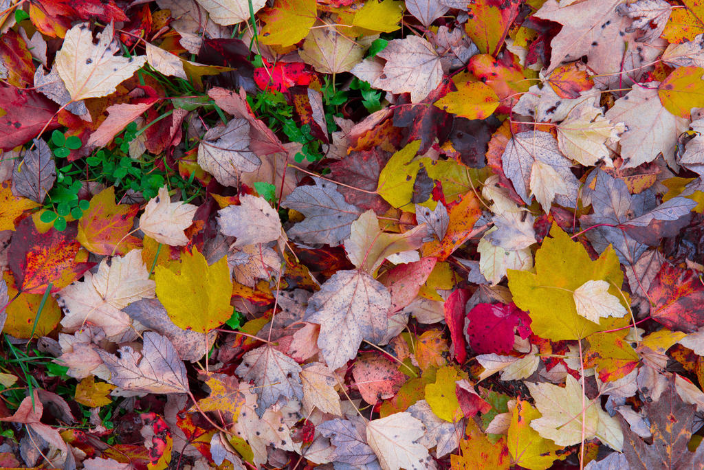 leaves.jpg