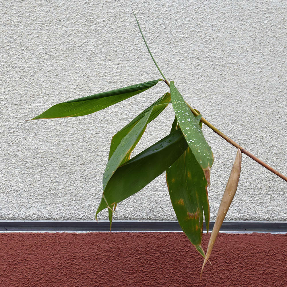 Leaves.jpg
