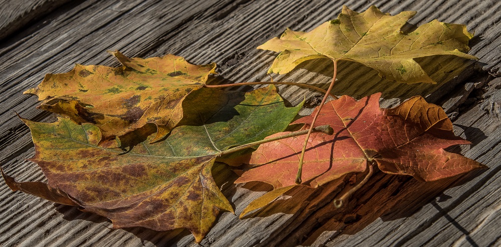 leaves.jpg