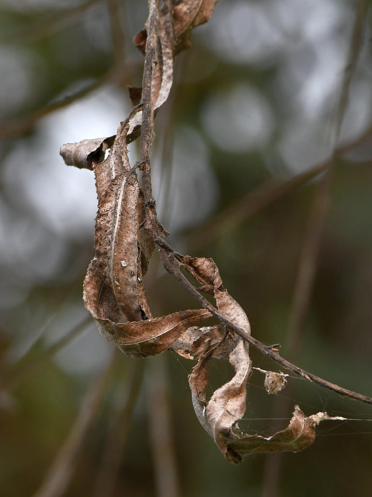 Leaves.jpg