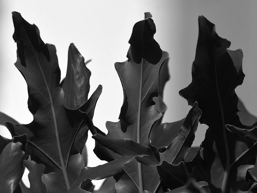 Leaves.jpg