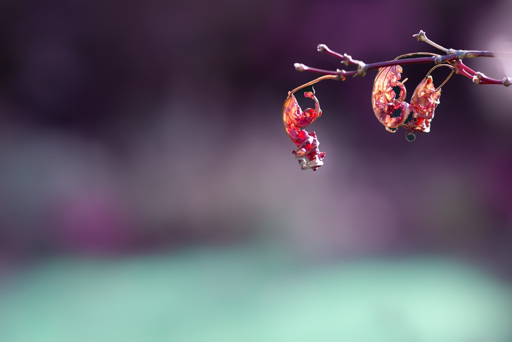 Leaves.jpg