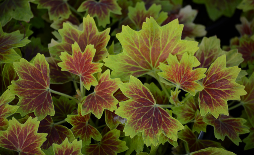 Leaves.jpg