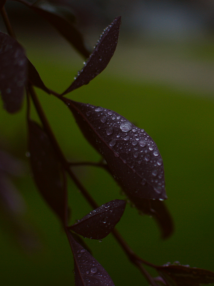 Leaves.jpg