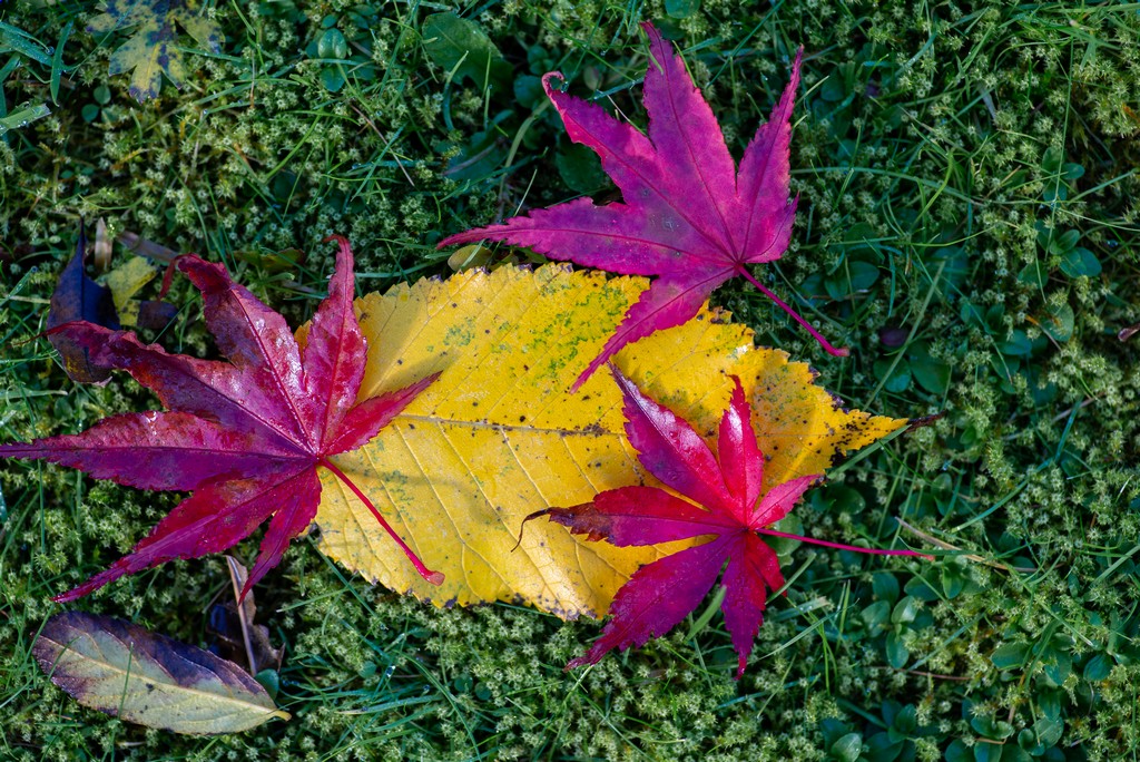 Leaves2.jpg