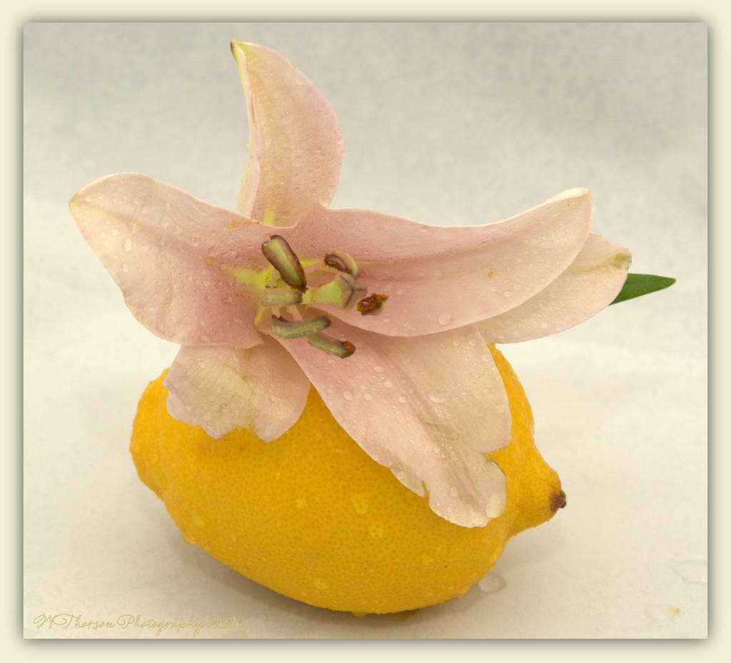 Lemon and Lily #1 4-4-16.jpg