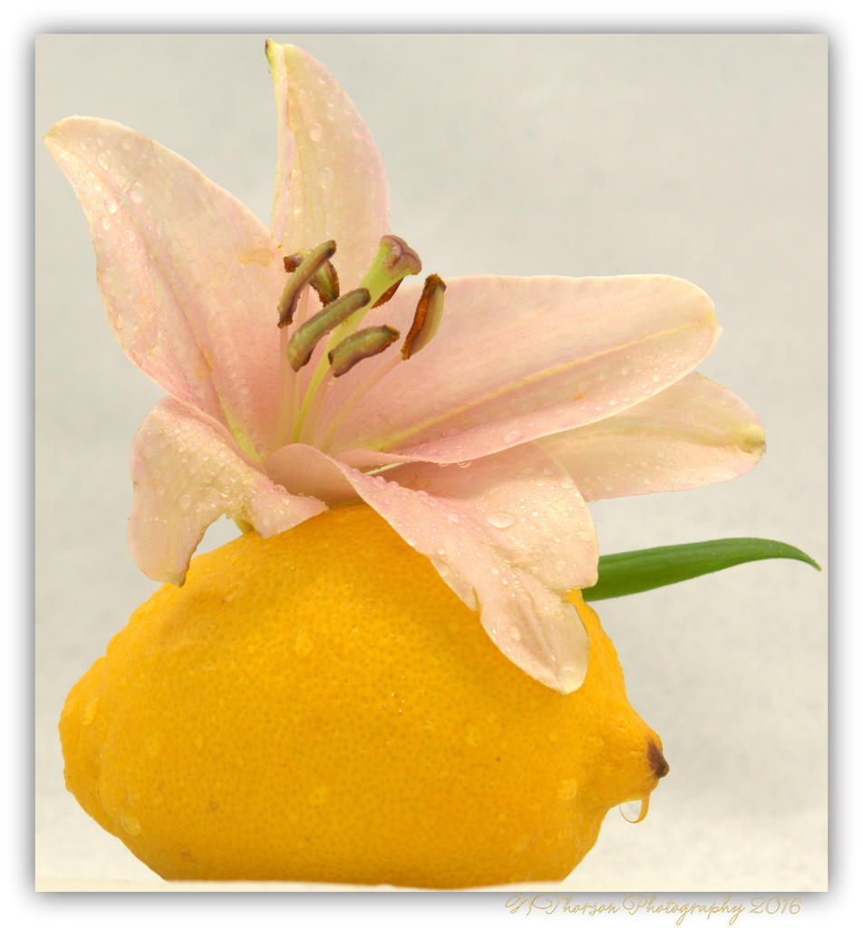 Lemon and Lily #2 4-4-16.jpg