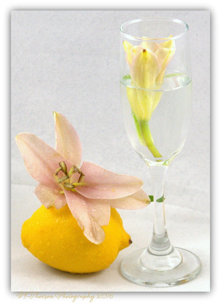 Lemon and Two Lilie's 4-4-16.jpg