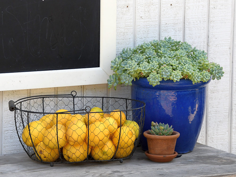 Lemons.jpg