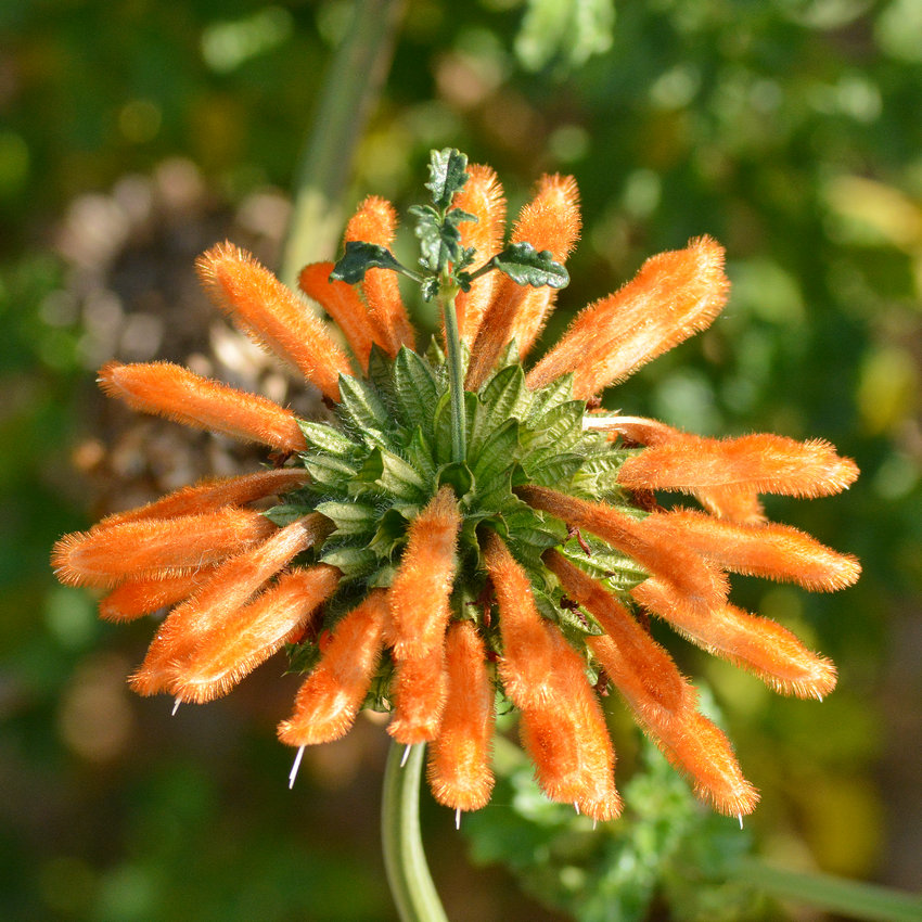 Leonotis.jpg