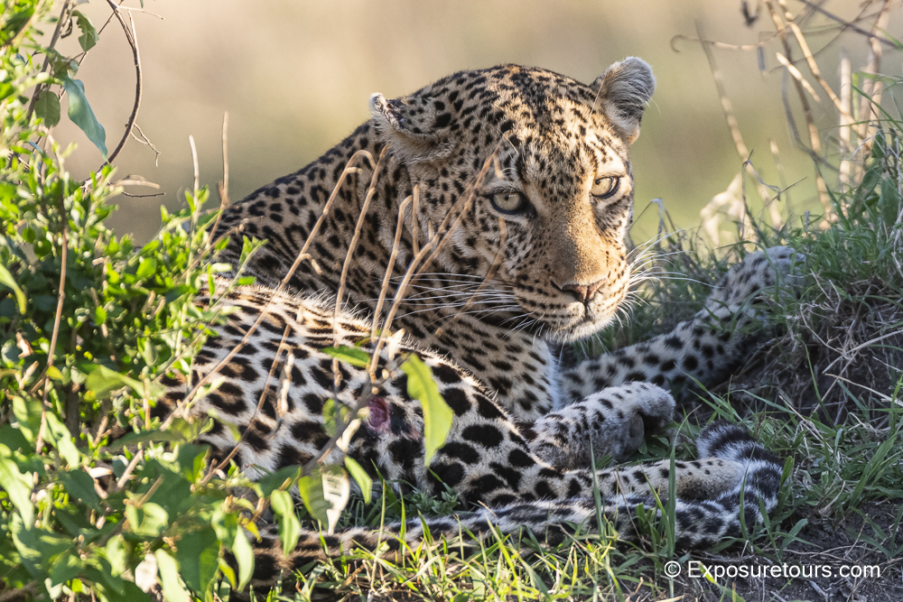 leopard front photo safari.JPG