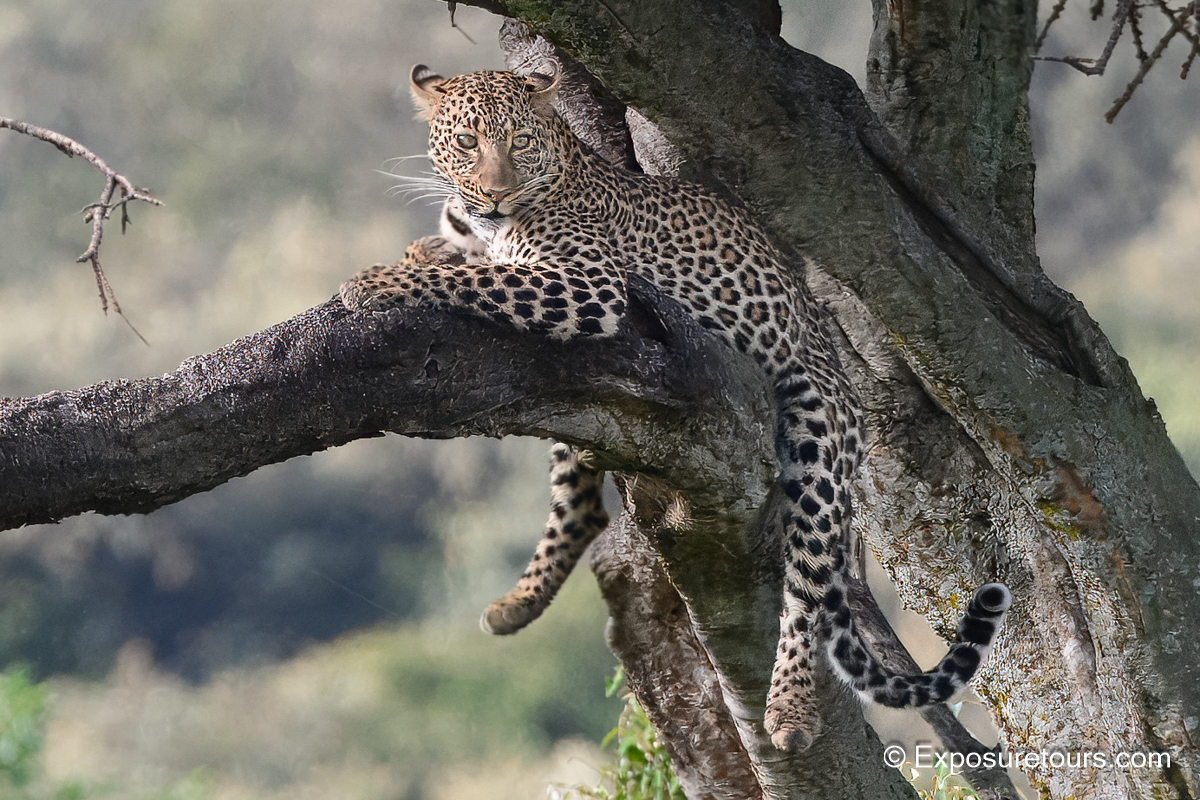 Leopard in tree sitting bryan pereira.JPG
