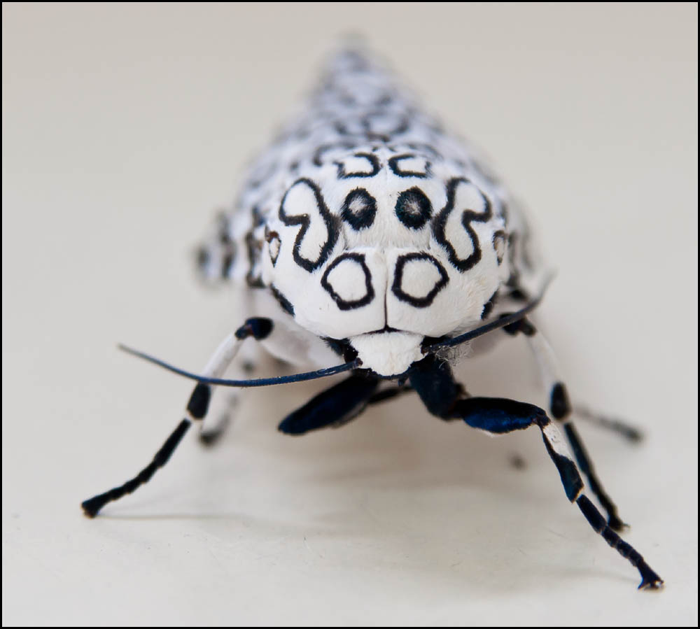 Leopard Moth 1.jpg