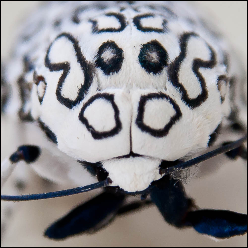 Leopard Moth 2.jpg