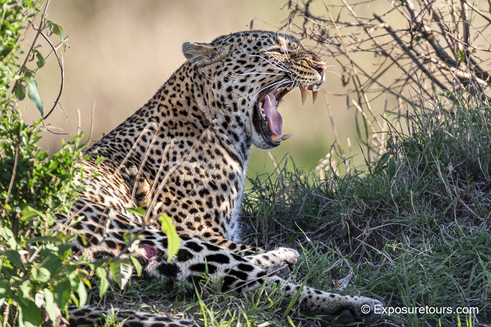 leopard mouth open photosafari.JPG