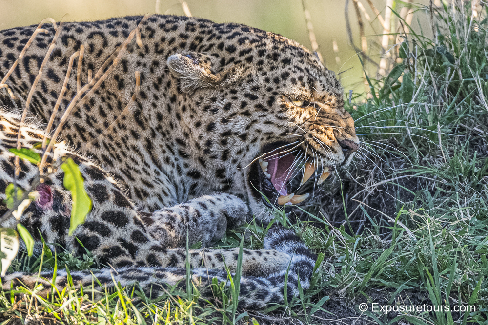 leopard threat photo safari.JPG