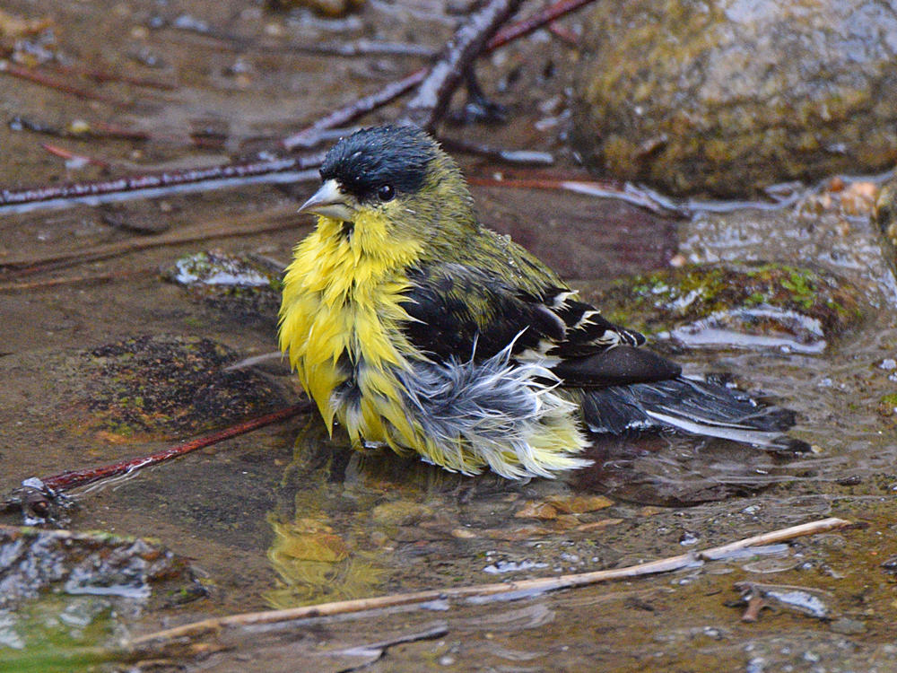 LesserFinch2.jpg