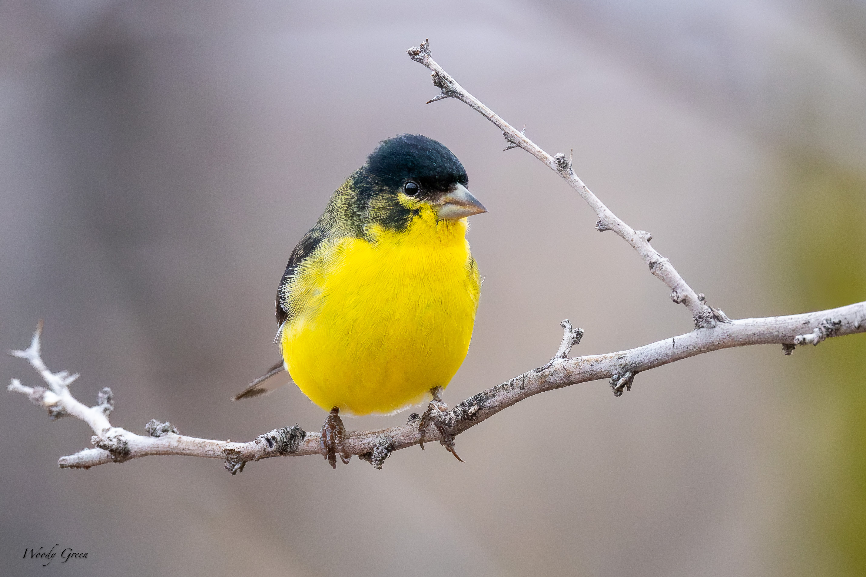 LesserGoldfinch-548.jpg