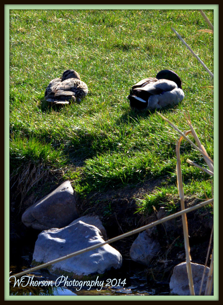 Let Sleeping Duck Lie.jpg