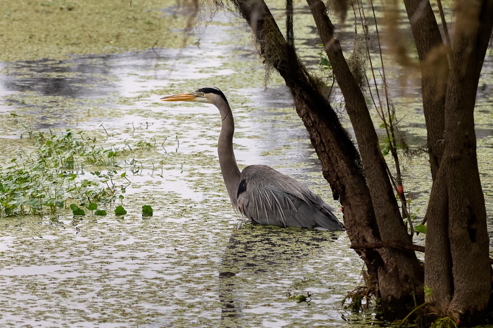 Lettuce Lake--5.jpg