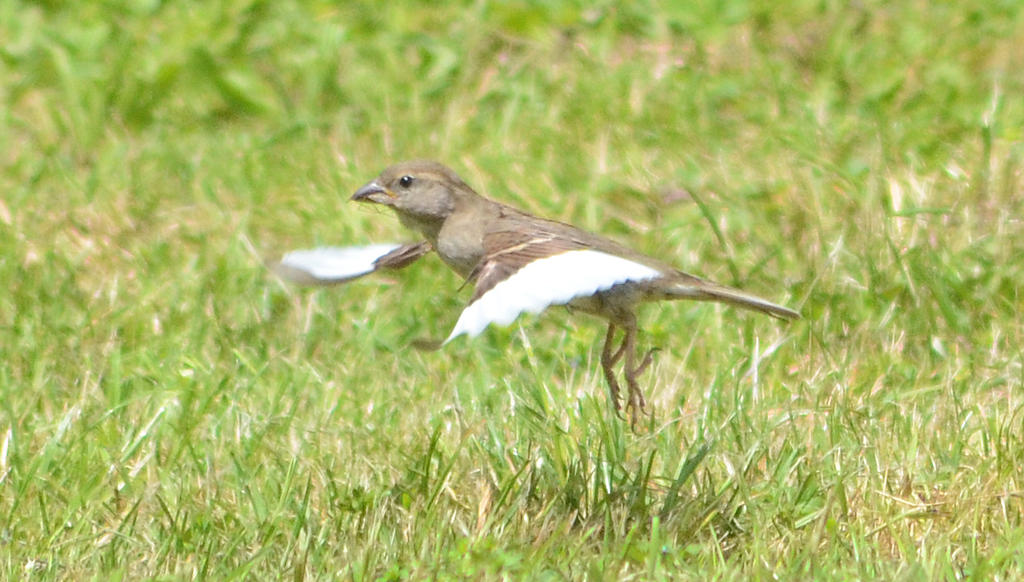 leucistic sparrow.jpg