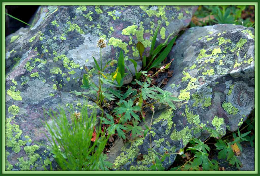 Lichen Covered Rock.jpg