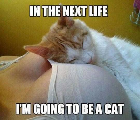 life.jpg
