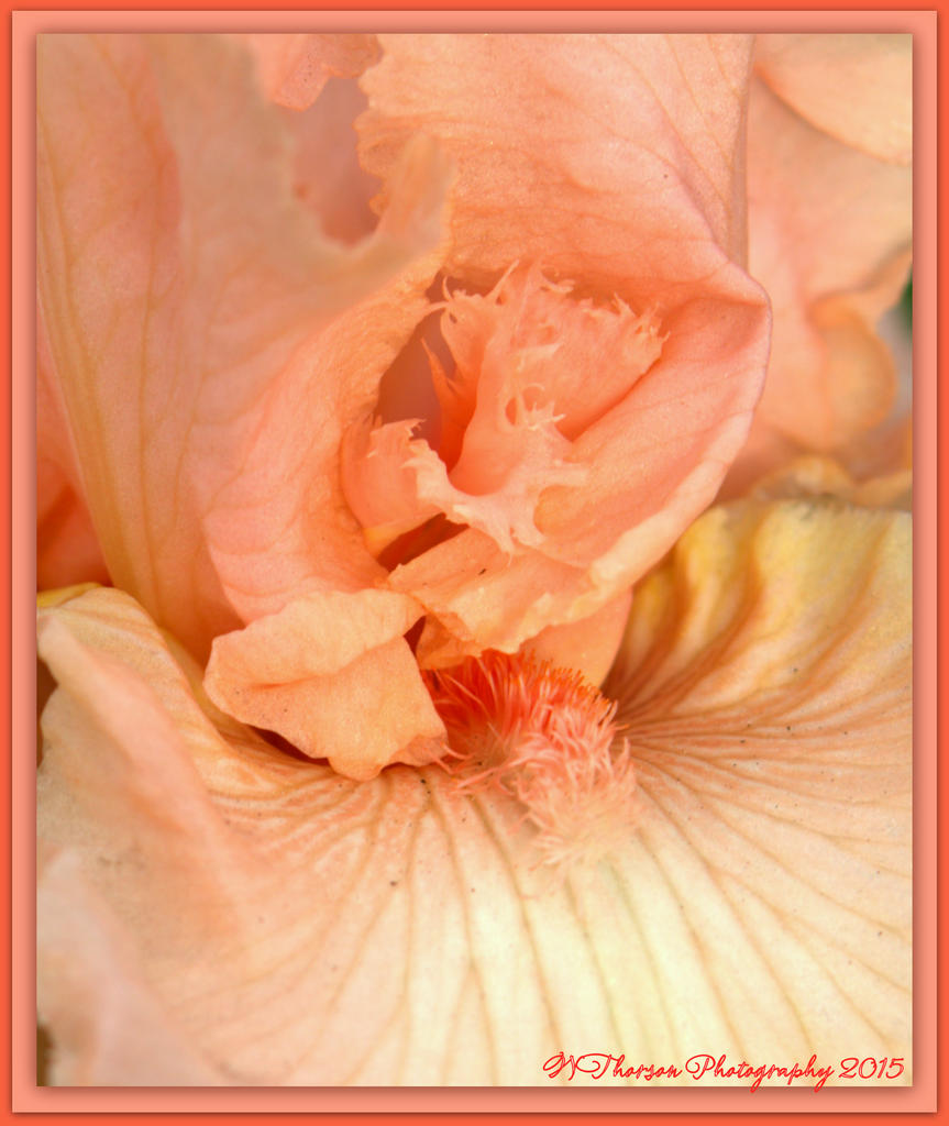Light Peach Iris.jpg