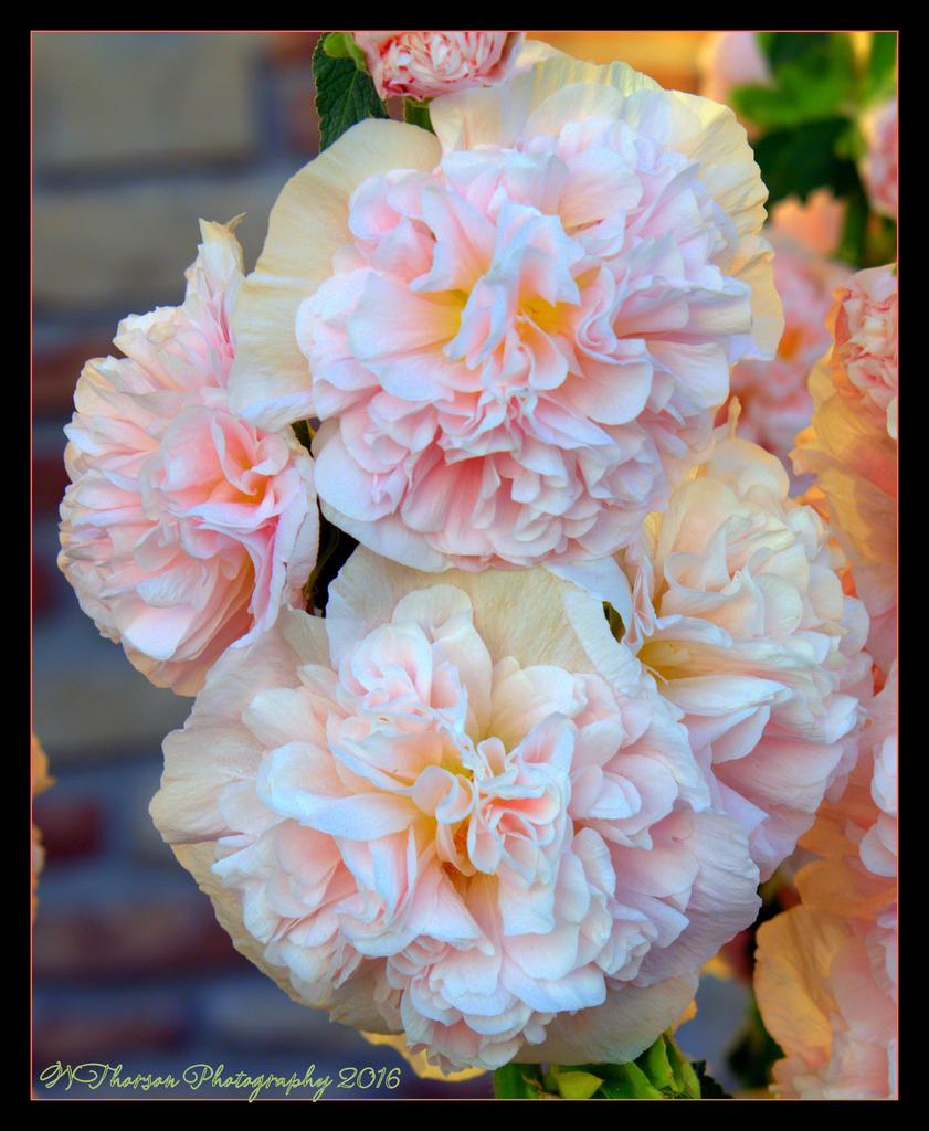 Light Pink Hollyhocks 6-26-2016.jpg