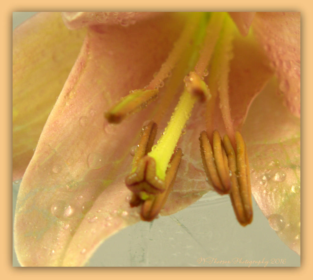 Light Pink Lily Close Up 4-2-2016.jpg