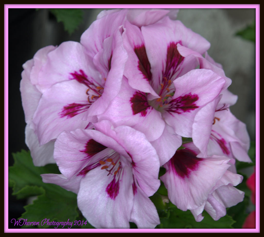 Light Purple Geranium.jpg