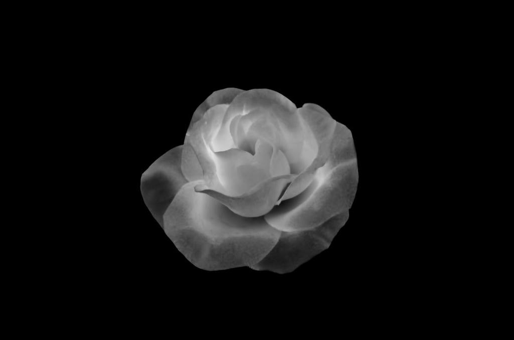 lightbox rose 2 blk n wht1200.jpg