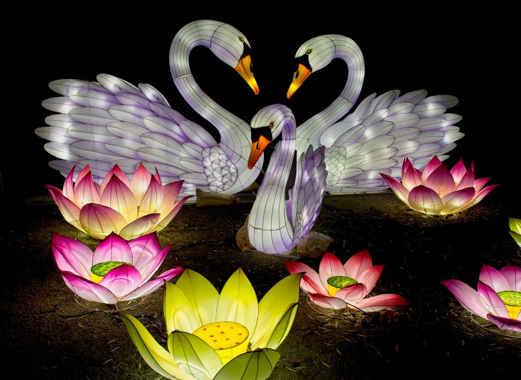 Lightopia N 5.jpg
